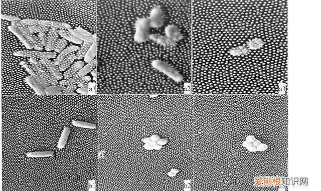 关于抓知了的事儿