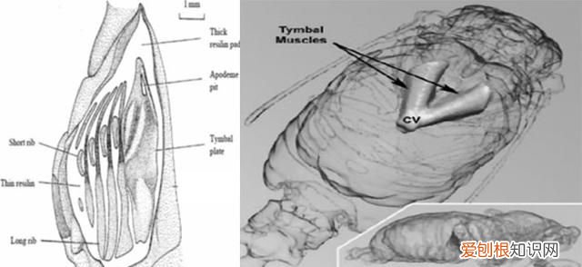 关于抓知了的事儿