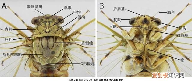关于抓知了的事儿