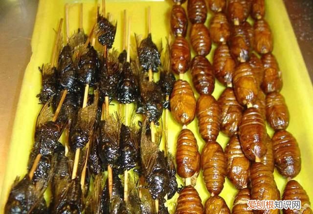 关于抓知了的事儿