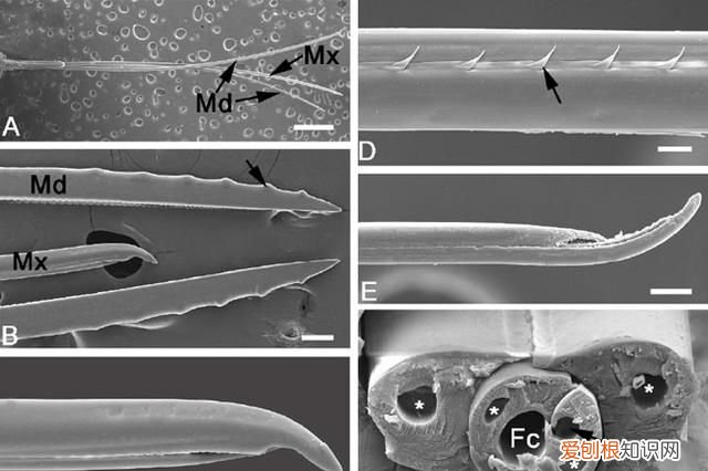 关于抓知了的事儿