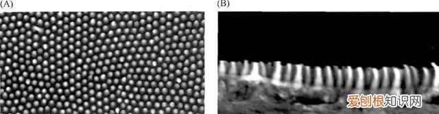 关于抓知了的事儿