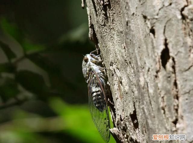 关于抓知了的事儿