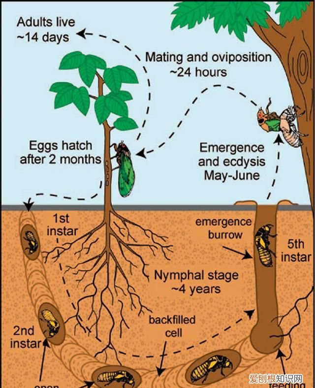 关于抓知了的事儿