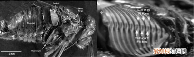 关于抓知了的事儿