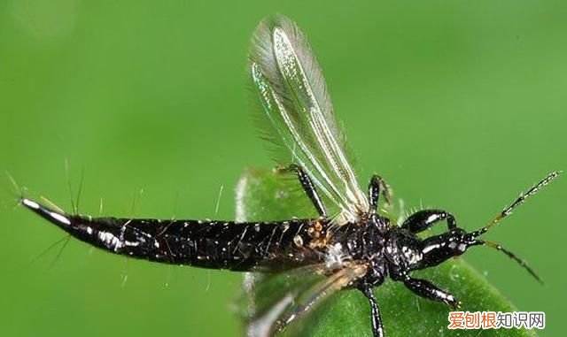 关于抓知了的事儿