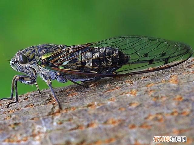 关于抓知了的事儿