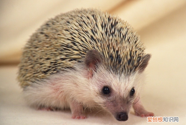 跟刺猬一样的动物有什么图片 最可爱的动物刺猬