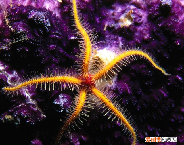 跟刺猬一样的动物有什么图片 最可爱的动物刺猬