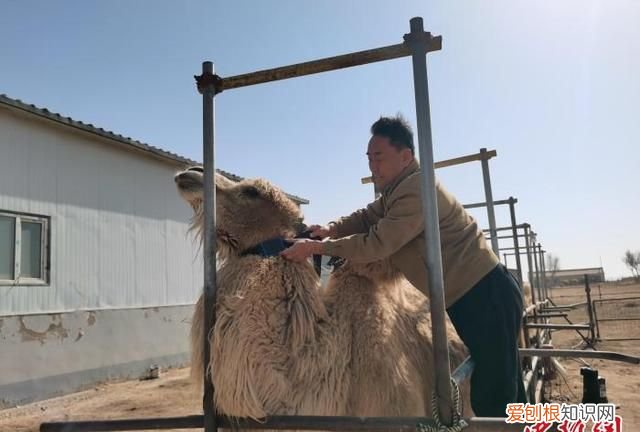 阿拉善荒漠草原“黑科技”:北斗卫星找骆驼、百公里外“蹭”wifi