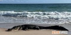 美国一海滩出现3米长短吻鳄