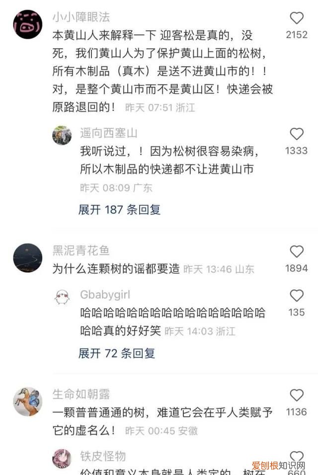 黄山迎客松的侧枝为什么会向外生长的猜想3条