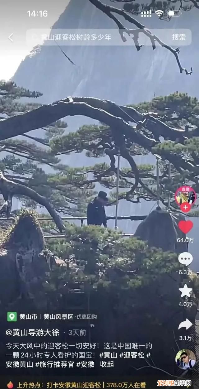 黄山迎客松的侧枝为什么会向外生长的猜想3条