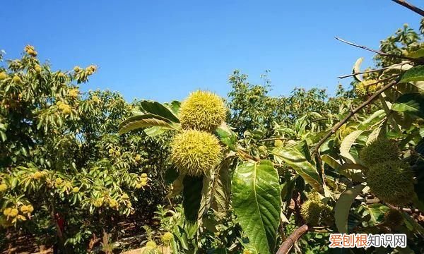 秋天应该是糖炒栗子的味道 北京好吃的糖炒栗子