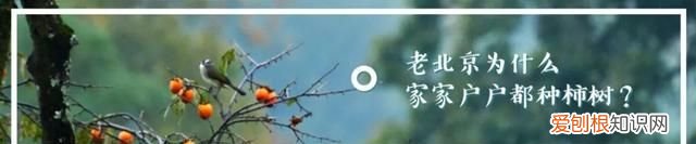 秋天应该是糖炒栗子的味道 北京好吃的糖炒栗子