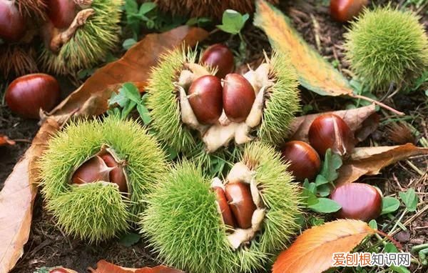 秋天应该是糖炒栗子的味道 北京好吃的糖炒栗子