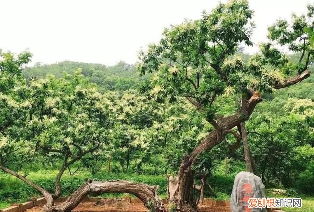 秋天应该是糖炒栗子的味道 北京好吃的糖炒栗子