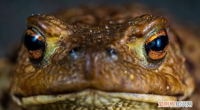 活蟾蜍怎么采集蟾衣,干蟾蜍和活蟾蜍有什么区别