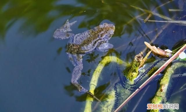 活蟾蜍怎么采集蟾衣,干蟾蜍和活蟾蜍有什么区别
