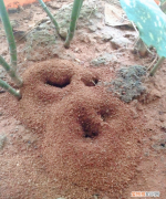 盆土里有蚂蚁用什么办法处理 盆栽土里有蚂蚁怎么消灭最彻底