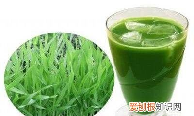 大麦若叶青汁怎么喝，大麦若叶青汁的喝法和时间