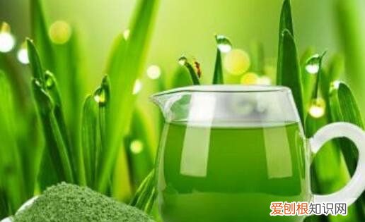 大麦若叶青汁怎么喝，大麦若叶青汁的喝法和时间