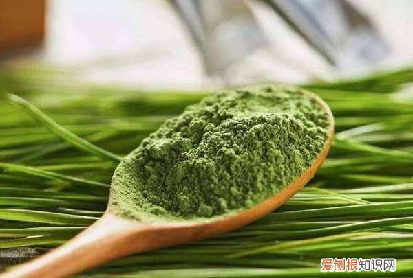 大麦若叶青汁怎么喝，大麦若叶青汁的喝法和时间