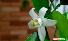 橘子花怎么养殖方法及注意事项