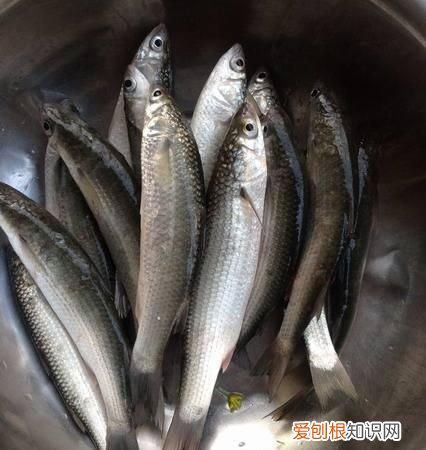 养殖水产品和海鱼的营养价值差距