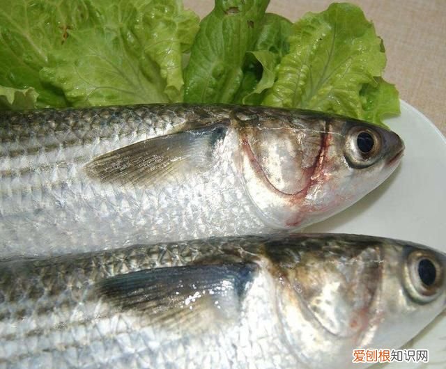 养殖水产品和海鱼的营养价值差距