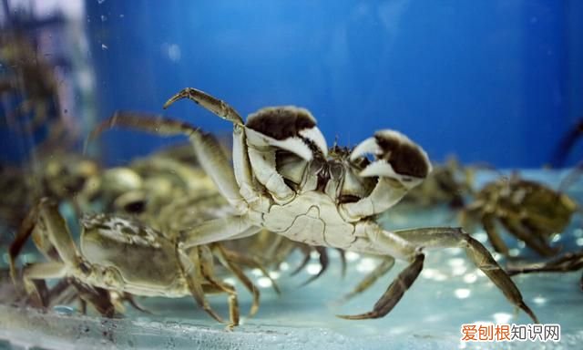 关于螃蟹吐泡泡的事,你应该了解一下什么