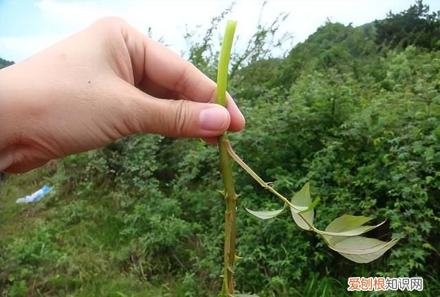 有刺的植物嫩芽可以吃