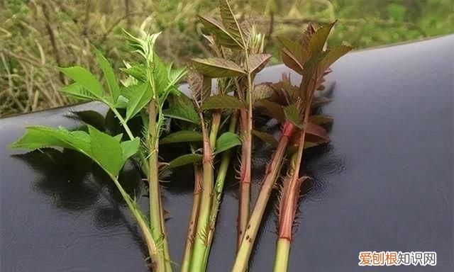 有刺的植物嫩芽可以吃