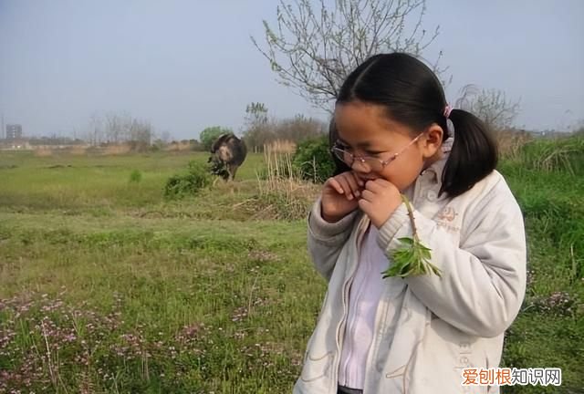 有刺的植物嫩芽可以吃