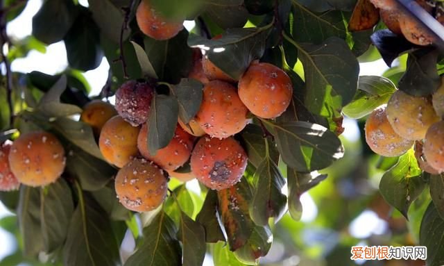 柿子上的白点病你会治吗图片