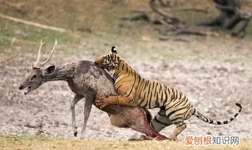 动物世界老虎大战狼群真实纪录 为什么狼群怕老虎却不怕熊