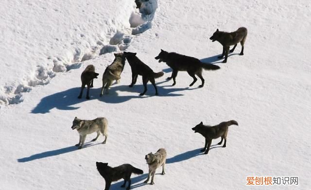 动物世界老虎大战狼群真实纪录 为什么狼群怕老虎却不怕熊