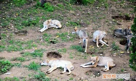 动物世界老虎大战狼群真实纪录 为什么狼群怕老虎却不怕熊