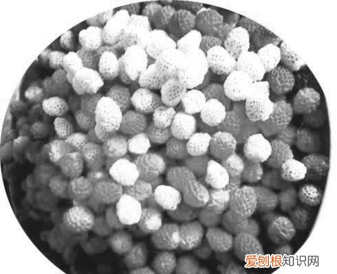 盛夏的果实是啥意思