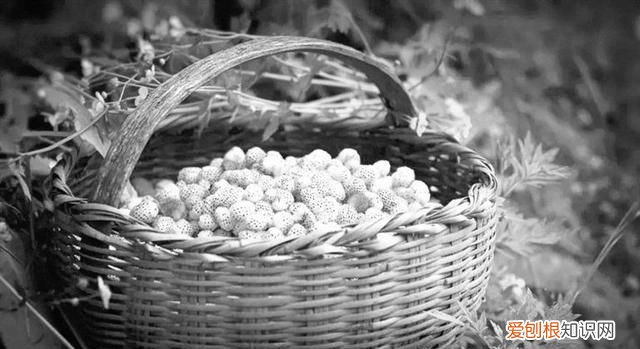 盛夏的果实是啥意思