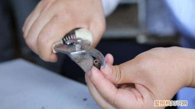 圆明园内沉睡百年的古莲花再次盛开,虽然没有接