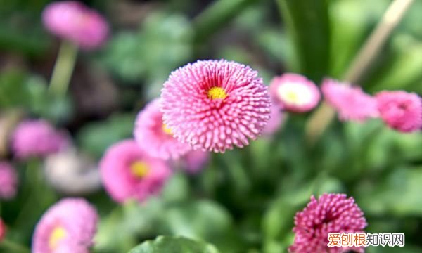 雏菊花语和寓意是啥,雏菊的花语和象征意义是什么