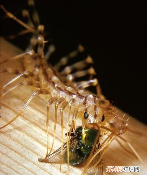 像蜈蚣一样的虫子叫什么不是蚰蜒 蚰蜒和蜈蚣的区别图片
