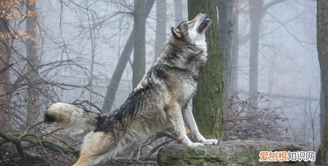 犬科动物真的打不过猫科动物