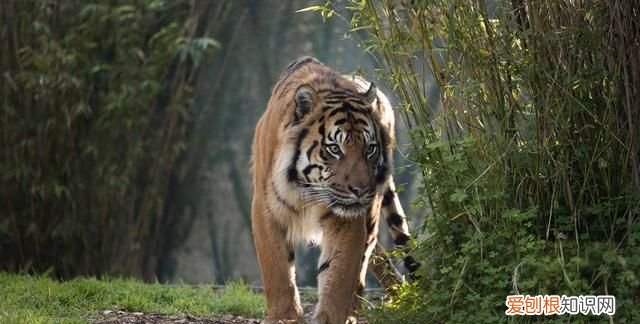 犬科动物真的打不过猫科动物