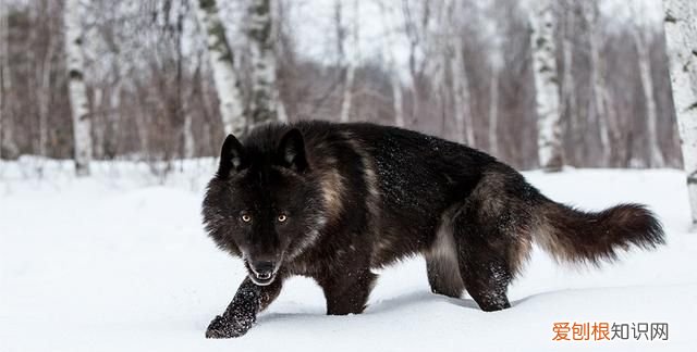 犬科动物真的打不过猫科动物