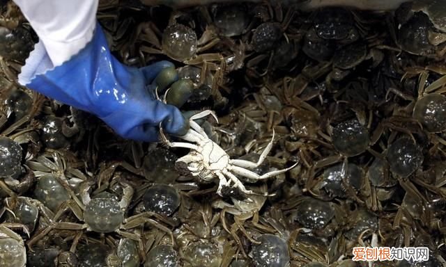 怎么保存螃蟹才能存放更久一些 螃蟹的保存方法可以放冰箱