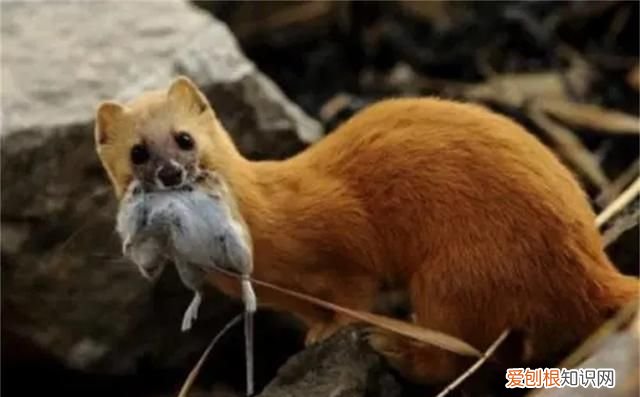 黄鼠狼全身是宝为何无人敢养殖