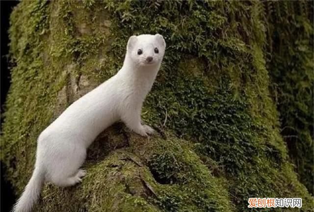 黄鼠狼全身是宝为何无人敢养殖