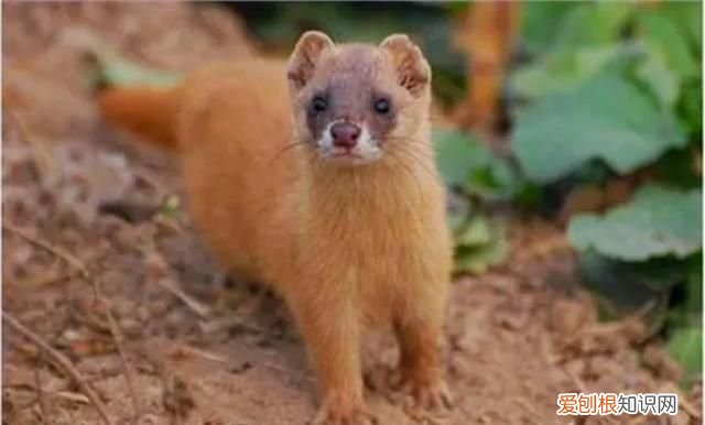黄鼠狼全身是宝为何无人敢养殖